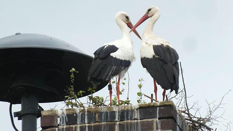 Zwei Verliebte bauen sich in Haundorf ein Nest.  Fotos: Manfred Welker