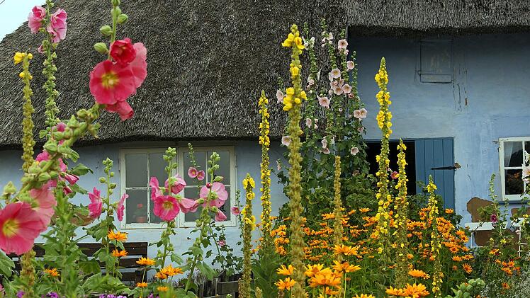 Was wäre ein bunter Bauerngarten ohne Mohn.