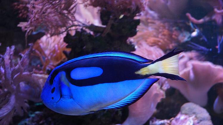 Paletten-Doktorfisch alias "Dorie"   Foto: Pascale Ferry
