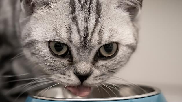 Katze mit Futternapf