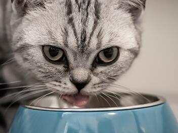 Katze mit Futternapf