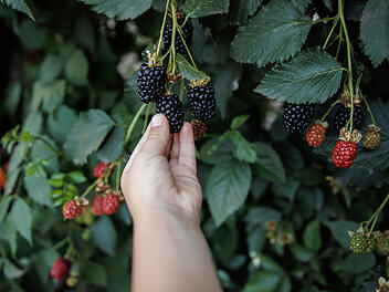 Waldbeeren, Beeren, Sammeln