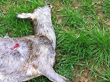 Das ist eines der drei Rehe, die im Revier Schirradorf Nord gerissen wurden. Ein Hund hat die Tiere jeweils bis zur Erschöpfung gehetzt und sie dann getötet. Fotos: Katharina Müller-Sanke