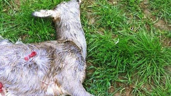 Das ist eines der drei Rehe, die im Revier Schirradorf Nord gerissen wurden. Ein Hund hat die Tiere jeweils bis zur Erschöpfung gehetzt und sie dann getötet. Fotos: Katharina Müller-Sanke