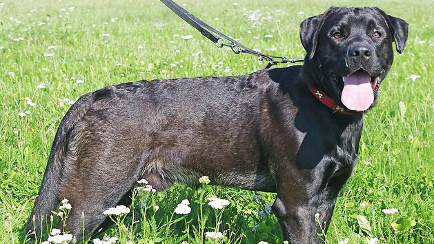 Pascha  Foto: Tierheim