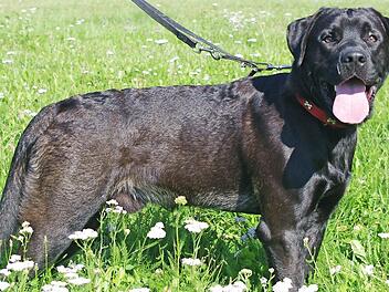 Pascha  Foto: Tierheim