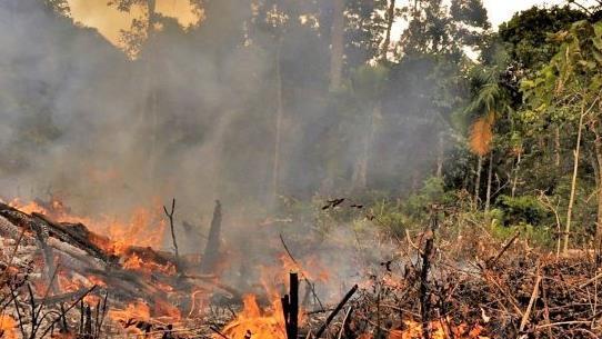Der tägliche Horror: Brandrodungen. Regenwald wird vernichtet, um riesige Monokulturen für Ölpalmen zu schaffen.