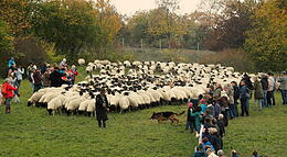 Vorschaubild