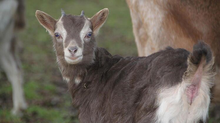 Als Hobby züchtet er Thüringer Waldziegen in der Rhön. Foto: Ulrike Müller