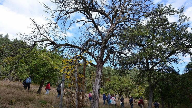 Ein abgestorbener Baum ist als Lebensraum mindestens so wichtig, wie ein wachsender. Neben dem toten Birnbaum wächst ein junger Walnußbaum. Foto: Elisabeth Assmann