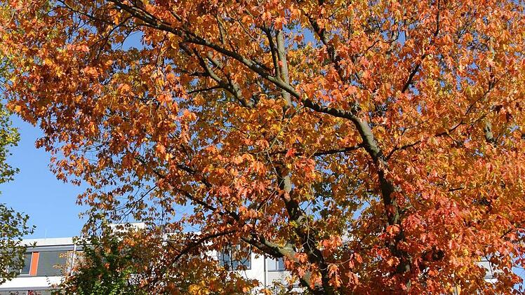 Kreisgartenberater Heinz Müller hat das Konzept für den Krankenhaus-Park erstellt. Er steht vor seiner Freundin: einer amerikanischen Eiche. Die hat er mit Bauzäunen schützen lassen. Sicher ist sicher. Schließlich handelt es sich schon um eine botanische Rarität.
