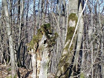 Grenzbäume wie dieser sind heutzutage fast völlig verschwunden. Meist sind sie durch Marksteine ersetzt worden. Foto: Bernhard Christoph