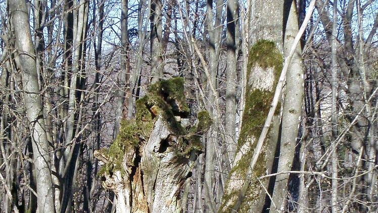 Grenzbäume wie dieser sind heutzutage fast völlig verschwunden. Meist sind sie durch Marksteine ersetzt worden. Foto: Bernhard Christoph