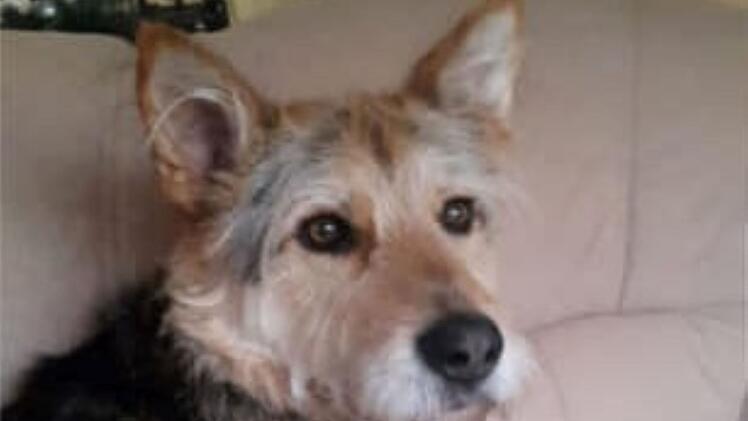 Tierheim Pfaffengrün: Hund "Erwin" sucht dringend neues zu Hause - Herrchen von süßem Mischling verstorben