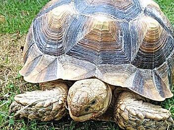 Diese Schildkr&ouml;te sucht ihren Besitzer.  Foto: Tierheim Forchheim