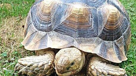 Diese Schildkr&ouml;te sucht ihren Besitzer.  Foto: Tierheim Forchheim