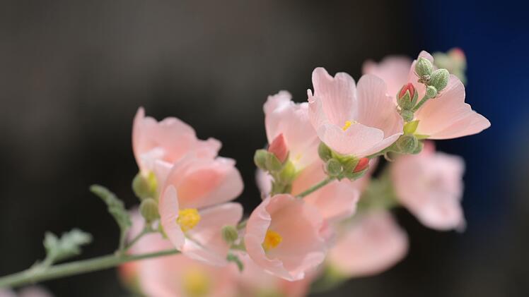 Herbstblume - Buschmalve
