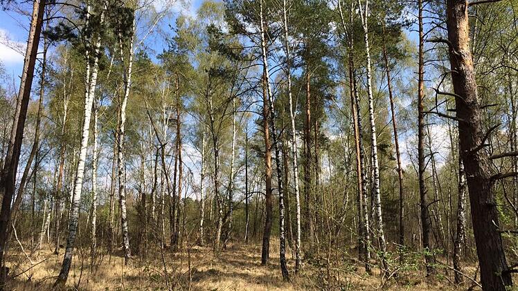 Gewerbepark oder Naturerbe ? Oder beides? Um die Zukunft des Hauptsmoorwaldes ist eine heftige Debatte entbrannt.  Foto: Michael Wehner