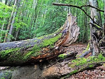 An Orten wie diesem zeigt der Steigerwald seine Nationalparkqualitäten.  Foto: Ronald Rinklef/Archiv