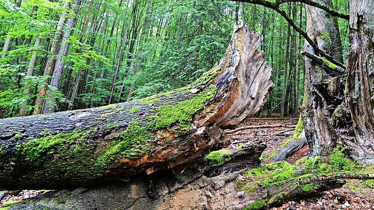 An Orten wie diesem zeigt der Steigerwald seine Nationalparkqualitäten.  Foto: Ronald Rinklef/Archiv