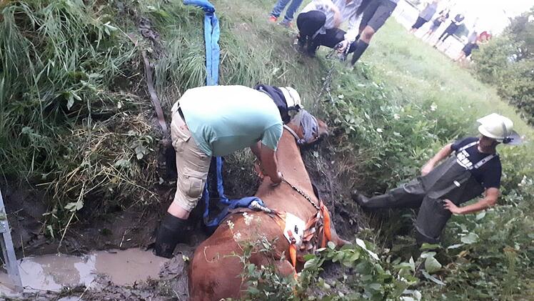 Feuerwehreinsatz Weisendorf Pferd