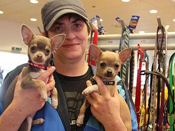 Familientreffen auf der ersten Haustiermesse in Kulmbach: Mylow und Frauchen Dunja Lafontaine treffen Chichuahua-Schwester Mika, die Claudia Höfler gehört. Die beiden vier Monate alten Welpen haben schicke neue Halsbänder bekommen. Foto: Sonny Adam