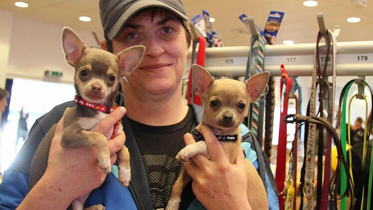 Familientreffen auf der ersten Haustiermesse in Kulmbach: Mylow und Frauchen Dunja Lafontaine treffen Chichuahua-Schwester Mika, die Claudia Höfler gehört. Die beiden vier Monate alten Welpen haben schicke neue Halsbänder bekommen. Foto: Sonny Adam