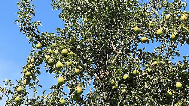 Birnen (hier die &bdquo;K&ouml;stliche von Charneux&ldquo;) und &Auml;pfel satt: Die B&auml;ume auf den Streuobstwiesen im Lautergrund h&auml;ngen voller Fr&uuml;chte.