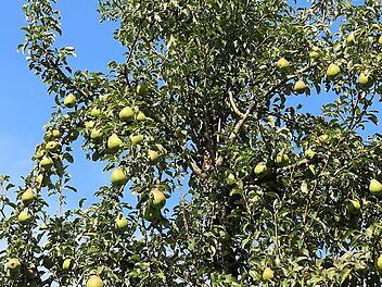 Birnen (hier die „Köstliche von Charneux“) und Äpfel satt: Die Bäume auf den Streuobstwiesen im Lautergrund hängen voller Früchte.