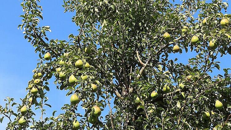 Birnen (hier die „Köstliche von Charneux“) und Äpfel satt: Die Bäume auf den Streuobstwiesen im Lautergrund hängen voller Früchte.