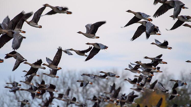Vogelgrippe grassiert in Deutschland - so groß ist die Gefahr für Bayern