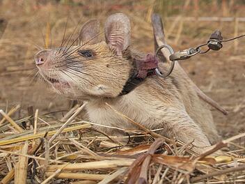 Ber&uuml;hmte Minensuch-Ratte Magawa in Kambodscha geehrt
