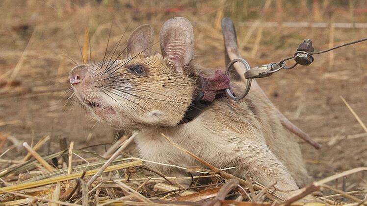 Ber&uuml;hmte Minensuch-Ratte Magawa in Kambodscha geehrt