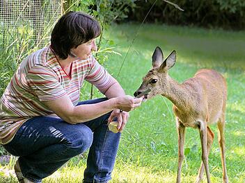 Reh Jacky lässt sich von Carola Engert in ihrem Weingartsgreuther Garten füttern. Foto: Andreas Dorsch