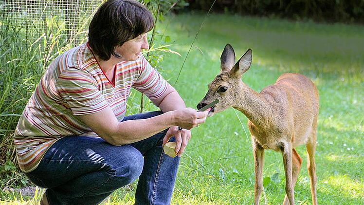 Reh Jacky lässt sich von Carola Engert in ihrem Weingartsgreuther Garten füttern. Foto: Andreas Dorsch