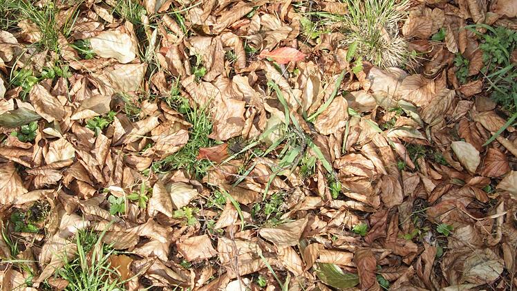 Ist denn schon Herbst? Nein - die Blätter reagieren auf den Hitzestress der vergangenen Wochen und verlassen den Baum.