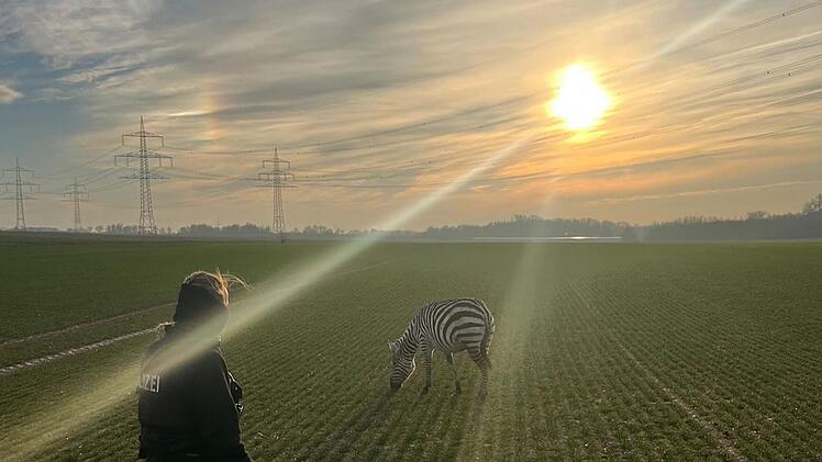 Zebra