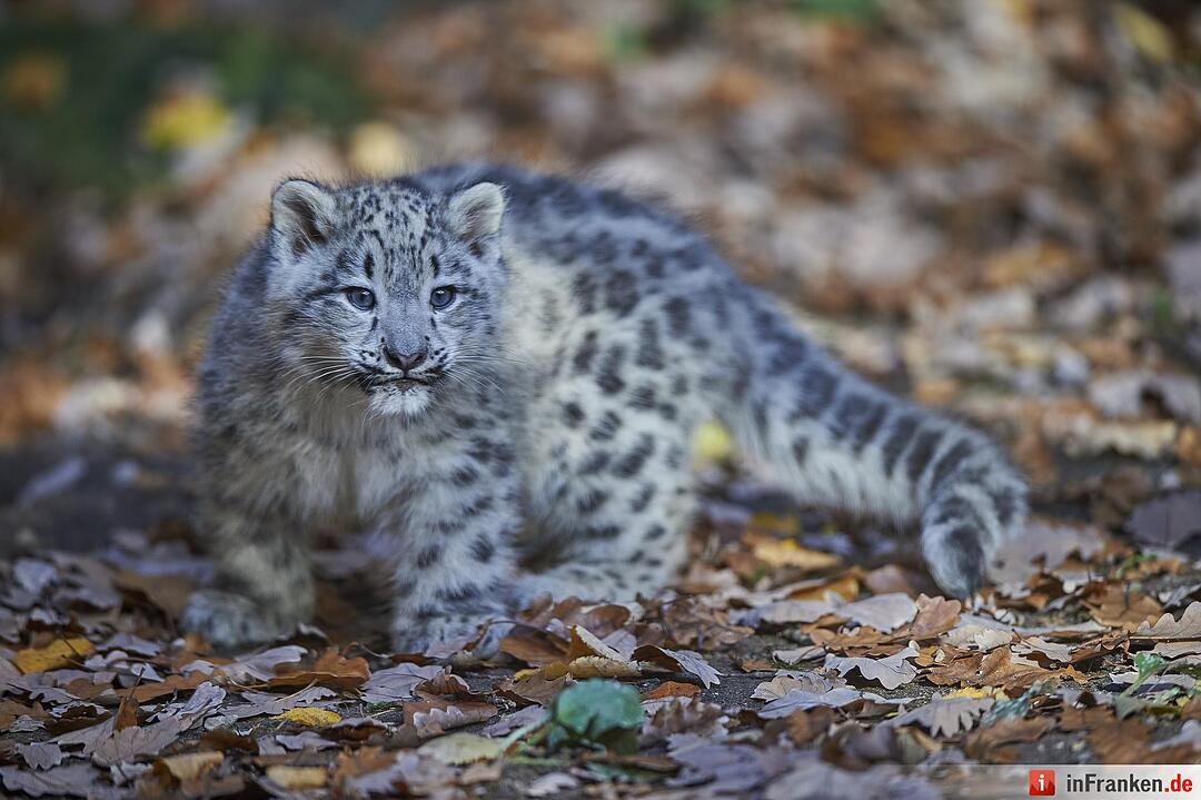 Junge Schneeleoparden im Tiergarten