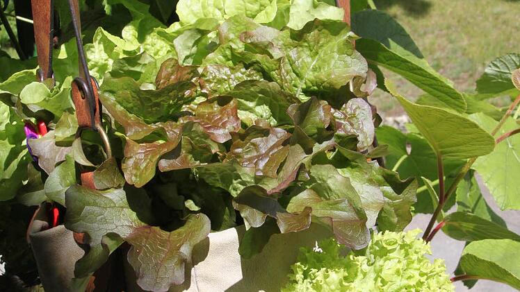 Bilder aus teilnehmenden Gärten Foto: Jürgen Gärtner