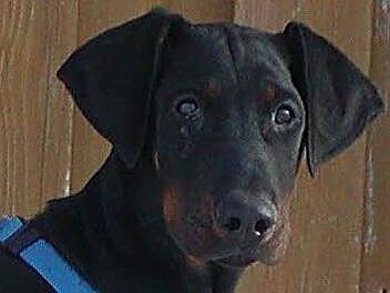 Dobermänner können sehr gefährlich werden, wenn sie nicht gut erzogen worden sind. Foto: Symbolbild Tierheim Kulmbach