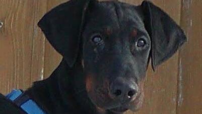 Dobermänner können sehr gefährlich werden, wenn sie nicht gut erzogen worden sind. Foto: Symbolbild Tierheim Kulmbach