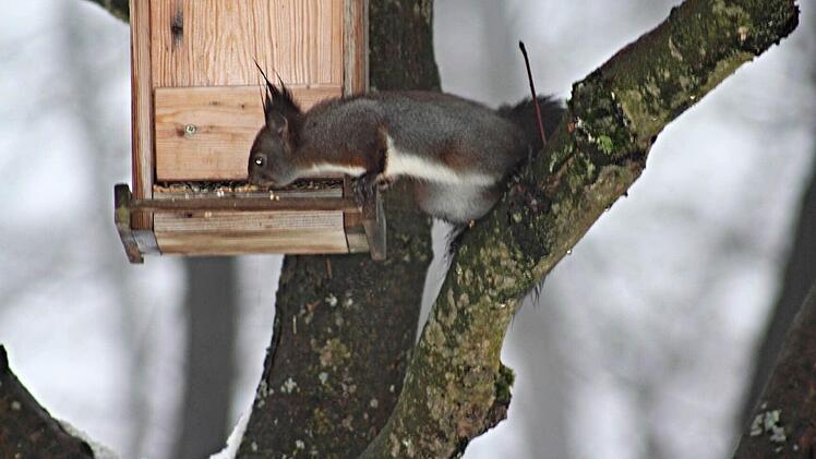 Ein freches Eichhörnchen