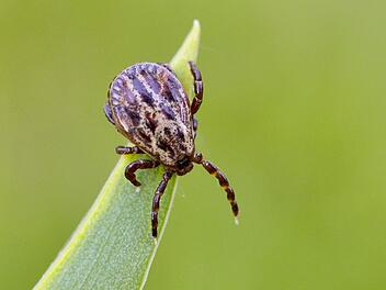 "Warten auf frisches Blut": Erste Borreliose-F&auml;lle in Bayern gemeldet