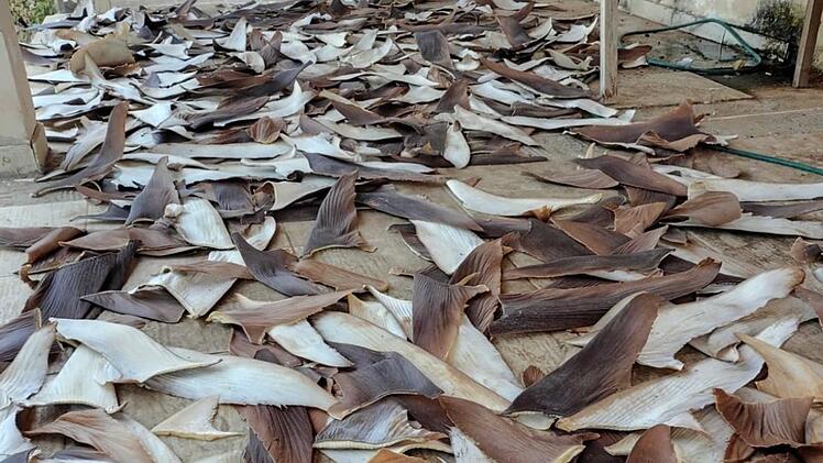 Mehr als 1,5 Tonnen Haiflossen in Brasilien beschlagnahmt