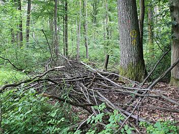 Wer das Reisiglos für dieses Kronenholz bekommen hat, darf die Äste aus dem Haßfurter Stadtwald holen und verheizen. Der Brennstoff ist so begehrt wie nie zuvor. Fotos: Katja Kölbl