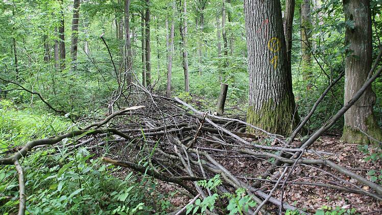 Wer das Reisiglos für dieses Kronenholz bekommen hat, darf die Äste aus dem Haßfurter Stadtwald holen und verheizen. Der Brennstoff ist so begehrt wie nie zuvor. Fotos: Katja Kölbl