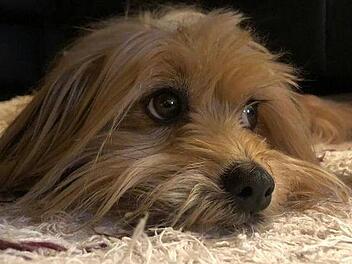 Terrier Lotta: Sie wurde von einem Auto angefahren und starb an den Folgen. Foto: Anke Kuester (wirklicher Name der Hundebesitzer der Redaktion bekannt)