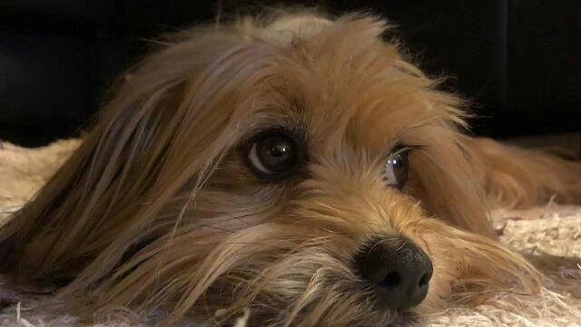 Terrier Lotta: Sie wurde von einem Auto angefahren und starb an den Folgen. Foto: Anke Kuester (wirklicher Name der Hundebesitzer der Redaktion bekannt)