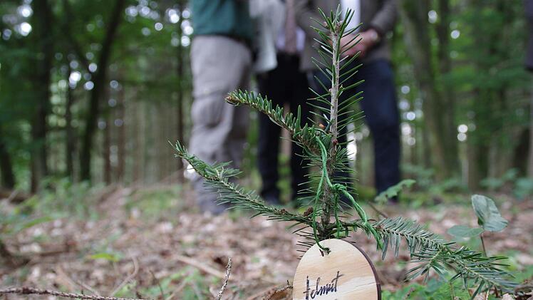 Helmut Brunners Tannenbäumchen hat ein Namensschild bekommen. Foto: Marco Meißner
