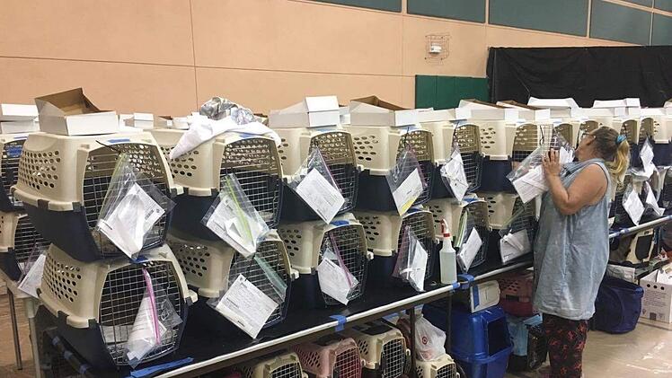 Auch die Katzen müssen versorgt werden.